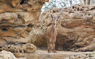 arabian tahr exhibit